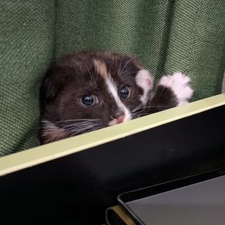 Лёвшина Юлия